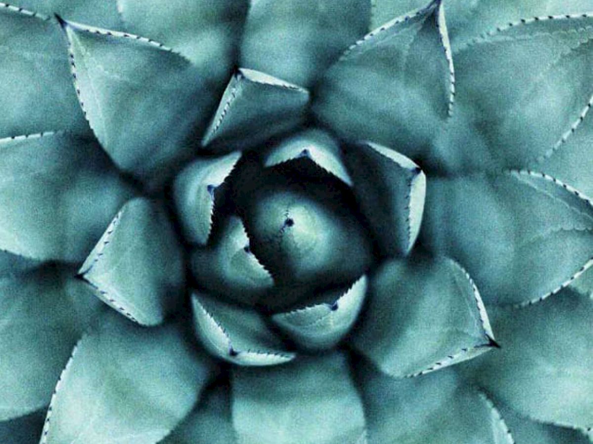 opening cactus plant top view
